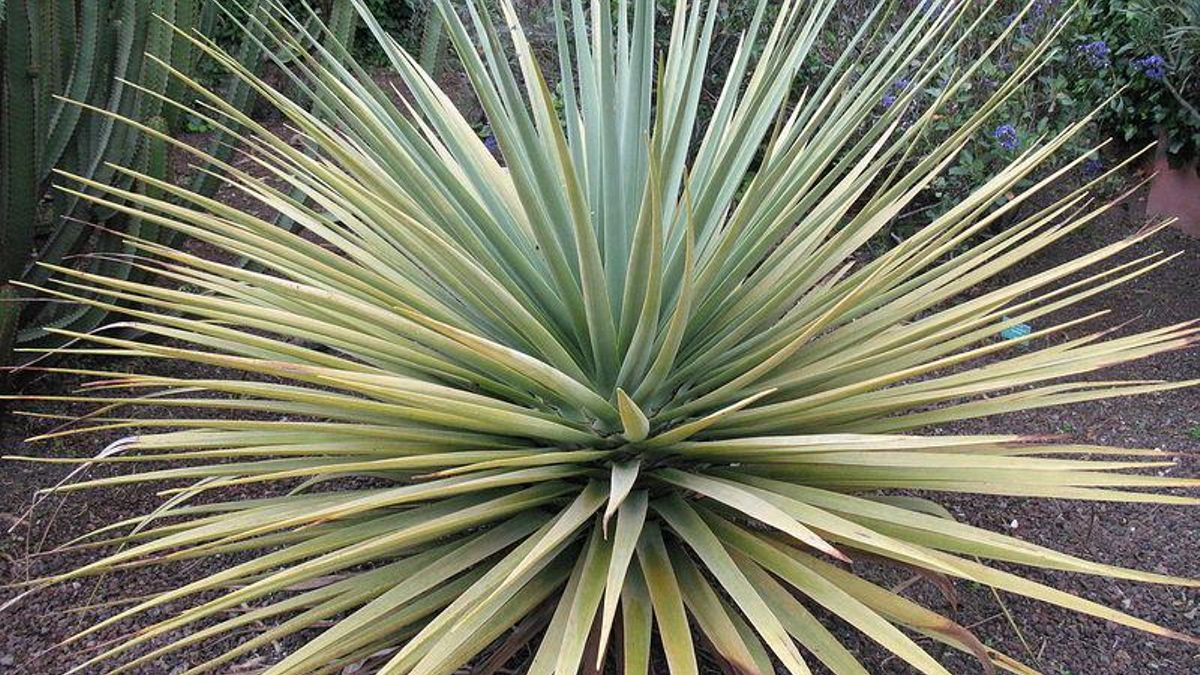 La lucha por la supervivencia del drago de Gran Canaria