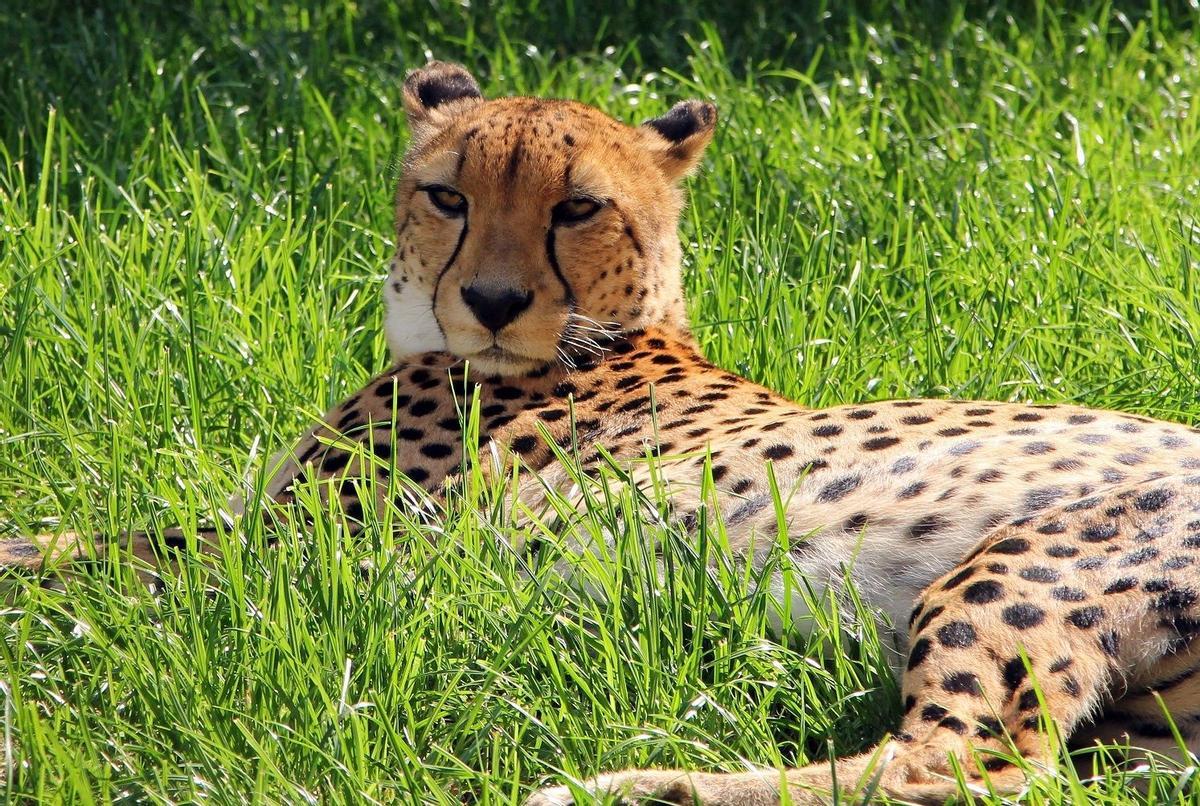 La ONU amplía la protección a 40 especies en peligro, incluyendo el guepardo y el tiburón martillo