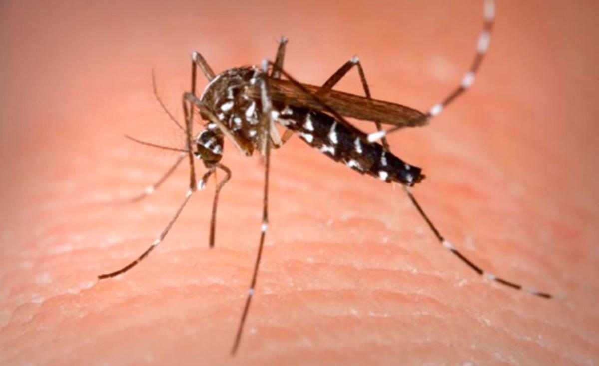 Científicos chinos desarrollan una vacuna innovadora utilizando mosquitos para prevenir enfermedades zoonóticas