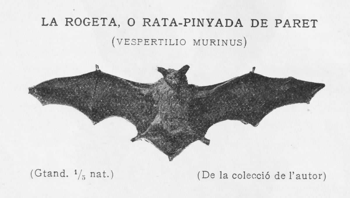 El lenguaje de la descalificación