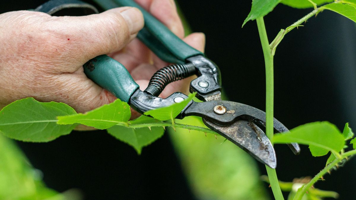 El misterio detrás del crecimiento explosivo de los tallos después de la poda