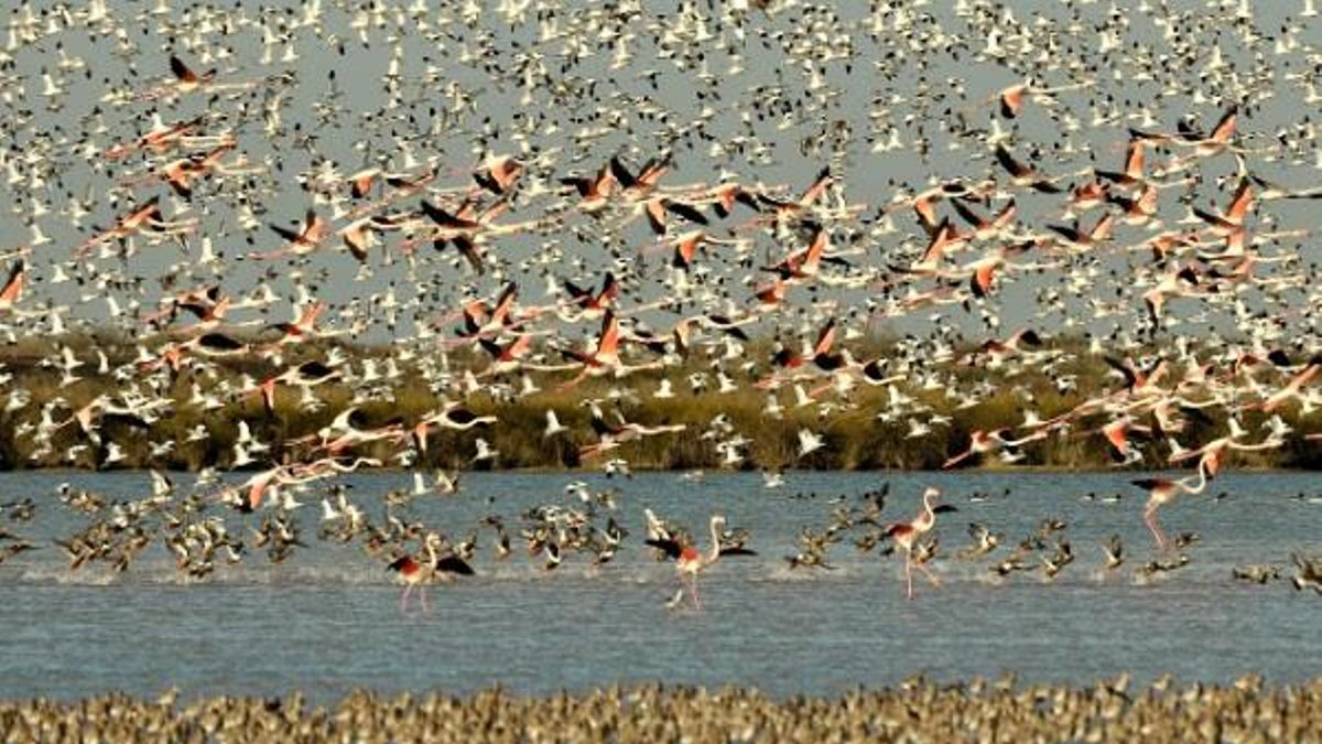 Doñana florece con la primavera: Récord de aves en años y una temporada de cría prometedora