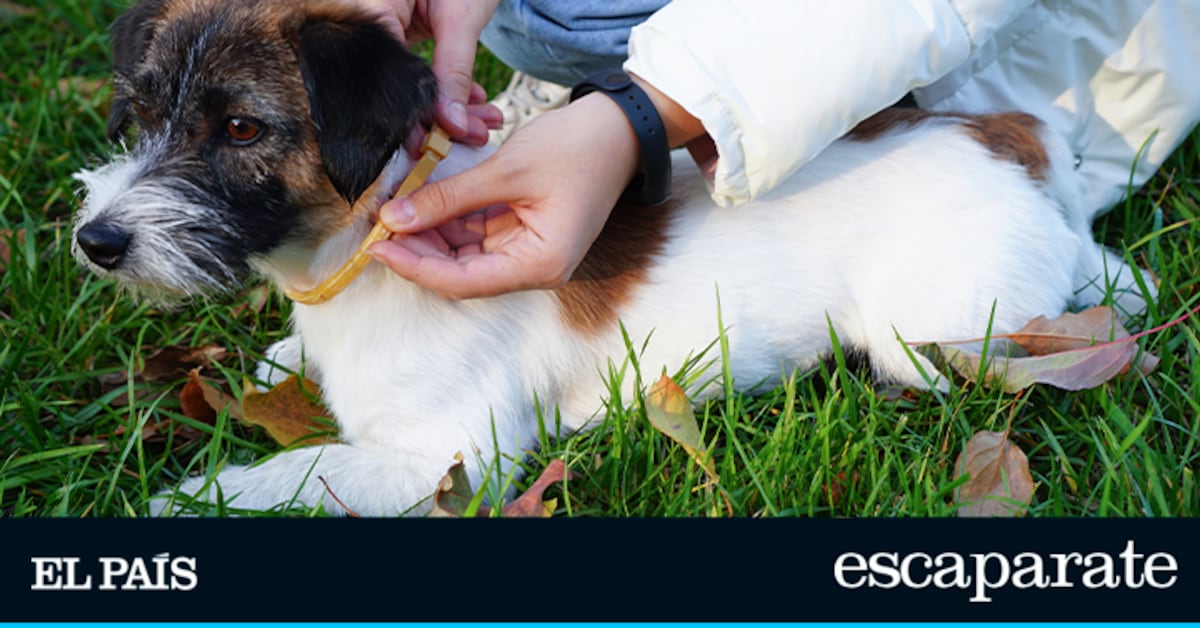 Protege a tus perros de los parásitos con estos packs de collares antiparasitarios