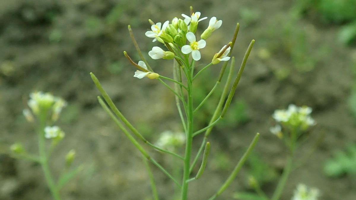 Investigadores españoles descubren el límite de adaptación de las plantas al cambio climático