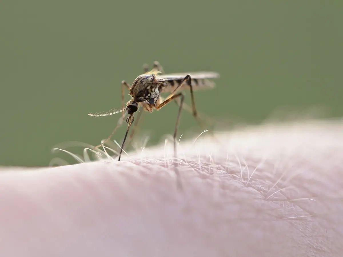 Mosquitos transmitiendo enfermedades a través de sus picaduras, un problema de salud pública global. (Fuente: El Periódico)