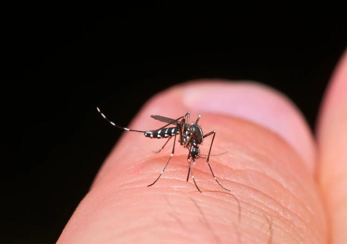 Un mosquito bajo un microscopio, mostrando su pequeño tamaño pero gran impacto en la salud humana. (Fuente: El Periódico)