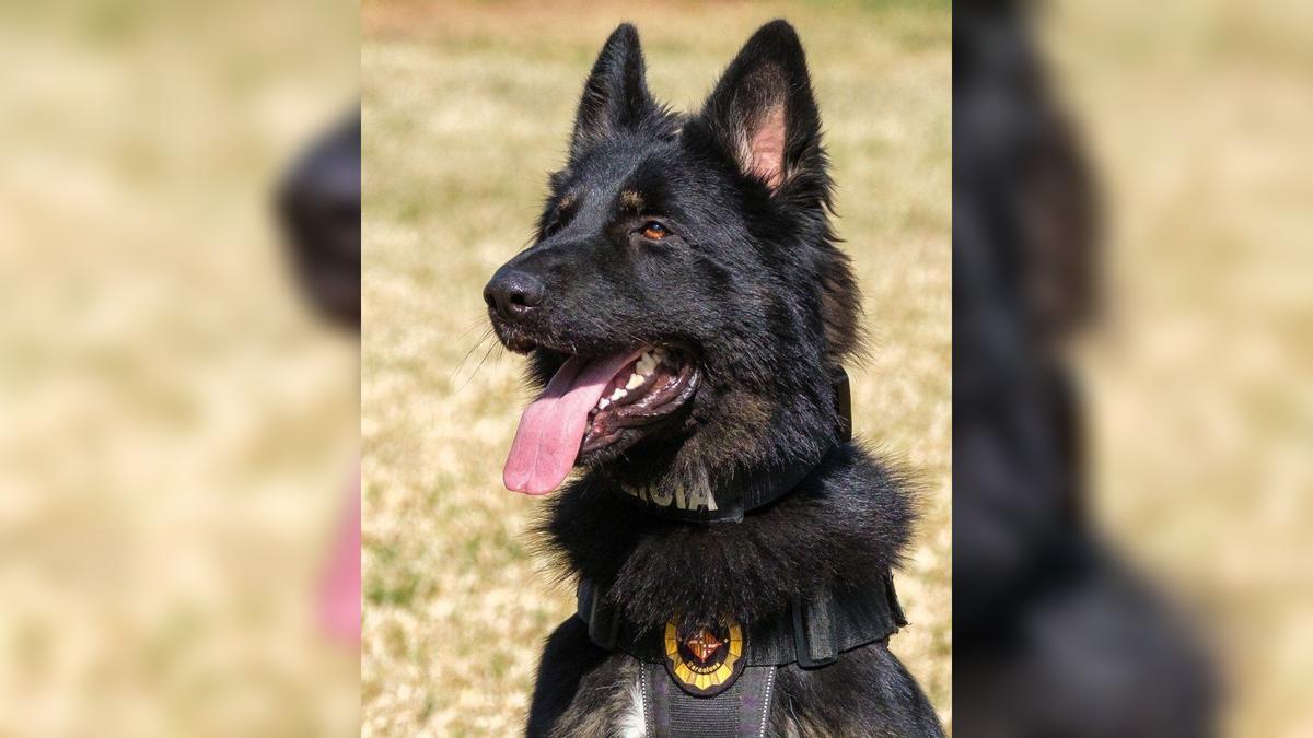 Detenido por tráfico de drogas de diseño en festival Brunch gracias a perro policía