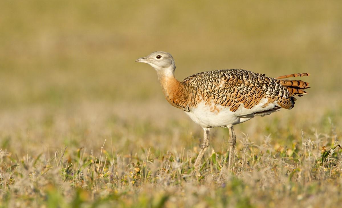 Avance internacional en la protección de especies migratorias de tierra, mar y aire