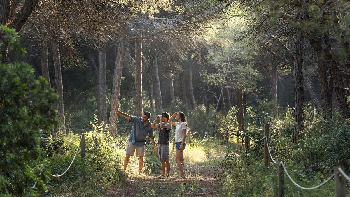 Descubre el secreto mejor guardado de la costa catalana: la pineda de Can Camins