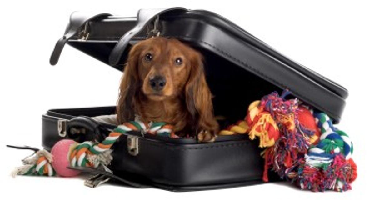 Un perro y un gato listos para viajar en un entorno seguro y cómodo. (Fuente: El Periódico)