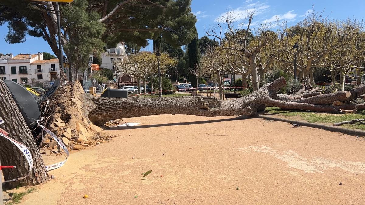 Cataluña en alerta por fuertes vientos: zonas afectadas y medidas de seguridad