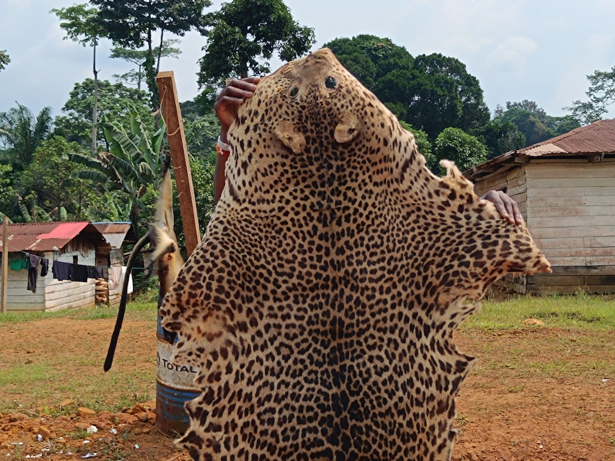 La caza ilegal de especies amenazadas en África Central: un desafío para la conservación