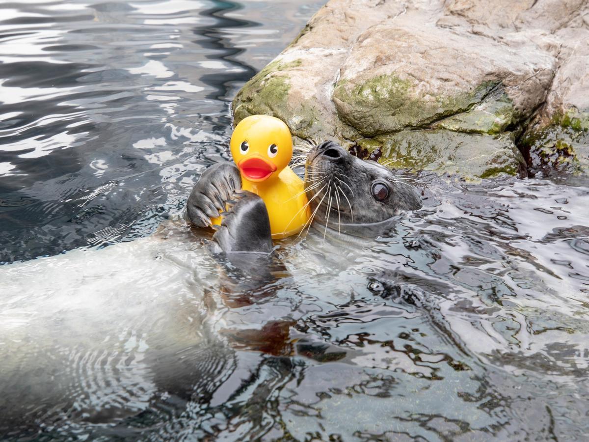 Reggae, la foca del Atlántico que cautiva con su pasión por los patitos de goma