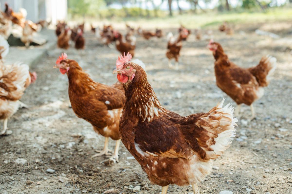 España Levanta el Confinamiento de Aves de Corral por Gripe Aviar: Impacto en Precios y Producción