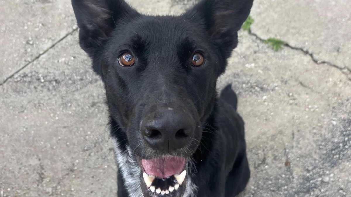 Roly, el perro abandonado tras la separación de sus dueños, busca un nuevo hogar