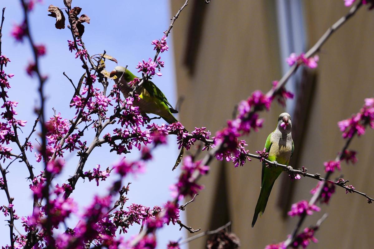 Barcelona se tiñe de colores con la floración del árbol del amor esta primavera