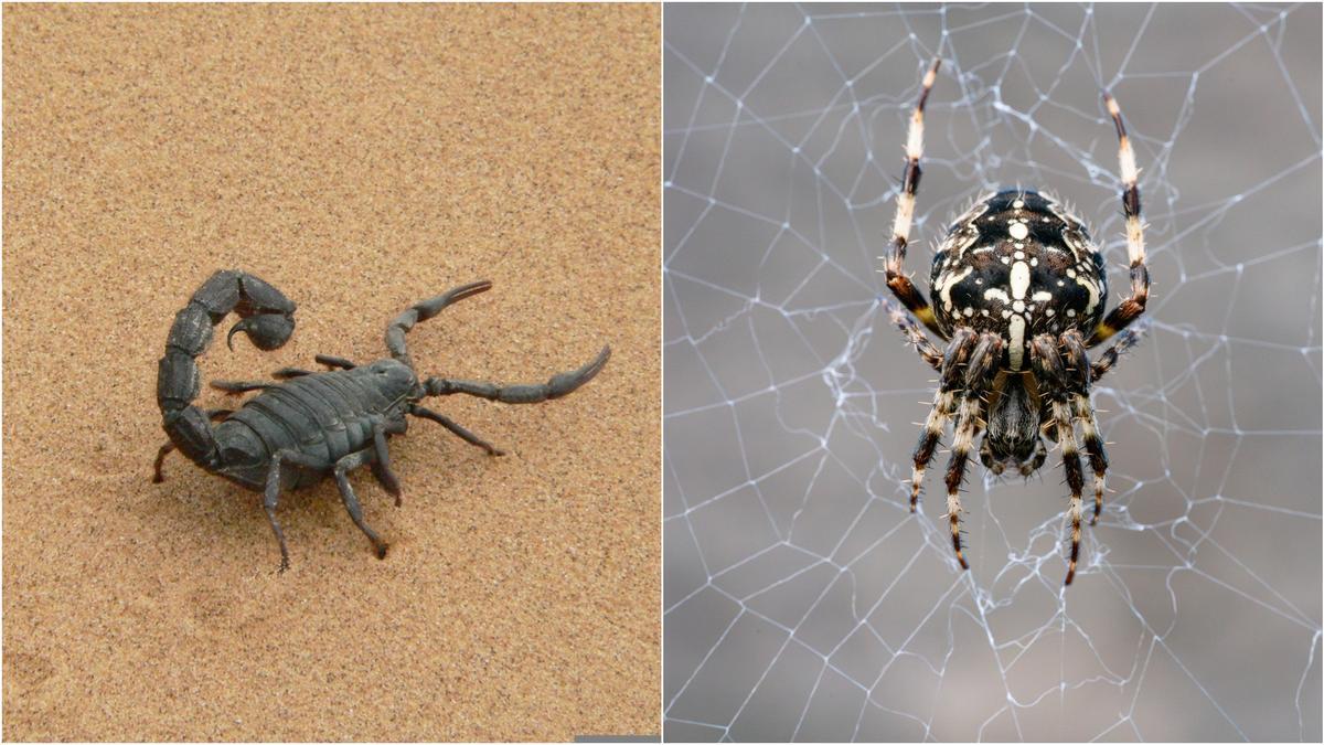 Hallazgo de fósil revoluciona origen de arañas y escorpiones