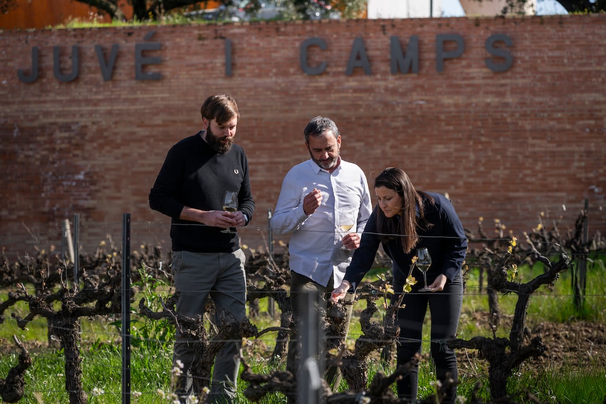 La Denominación de Origen Cava enfrenta una crisis de ventas y liderazgo con la fuga de Juvé&Camps