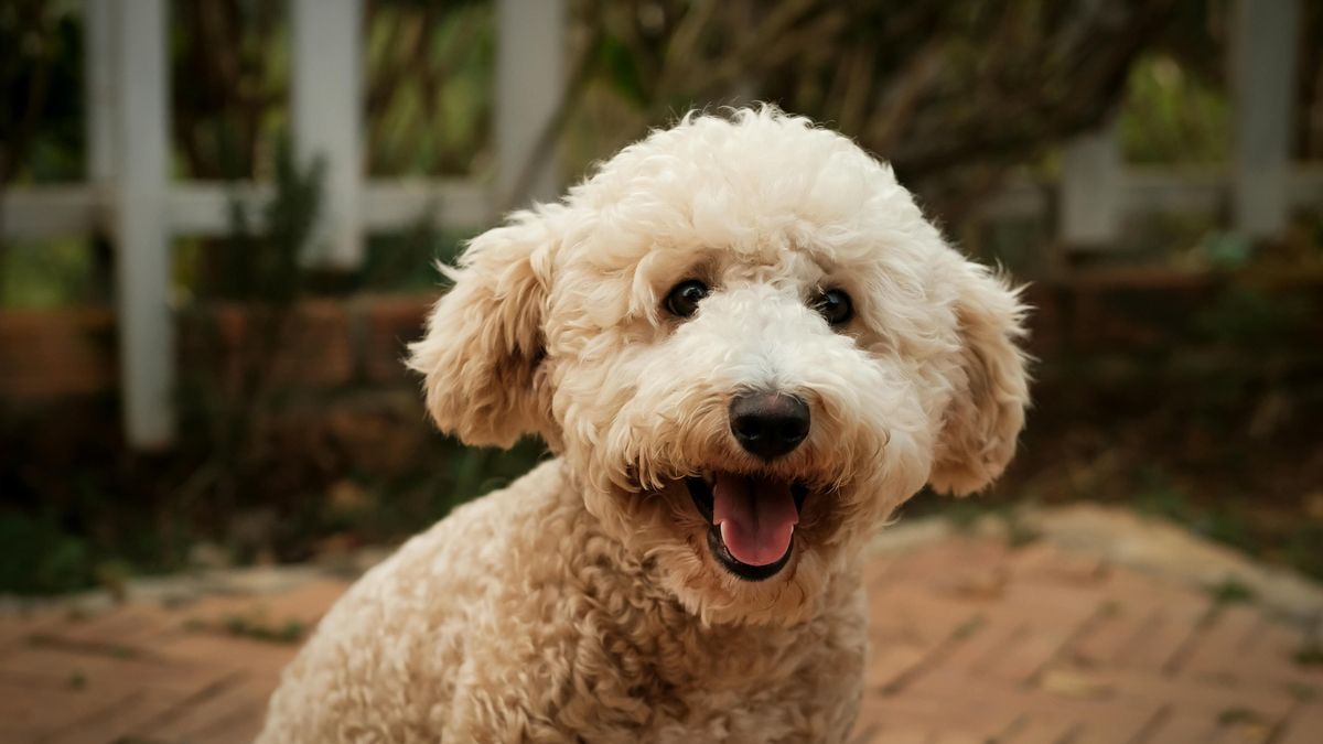 Desmitificando a los perros doodle: un estudio revela que no son más fáciles de manejar
