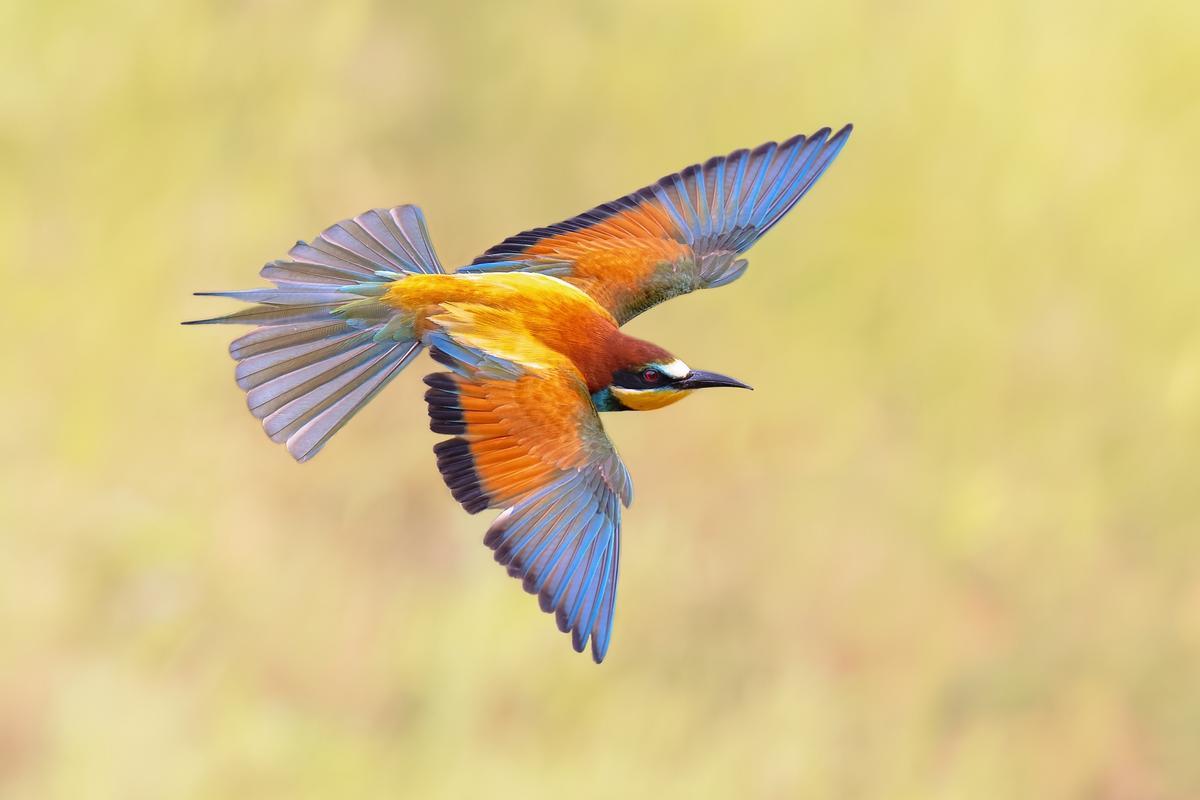Un abejaruco europeo posado sobre una rama, mostrando su llamativo plumaje. (Fuente: El Periódico)
