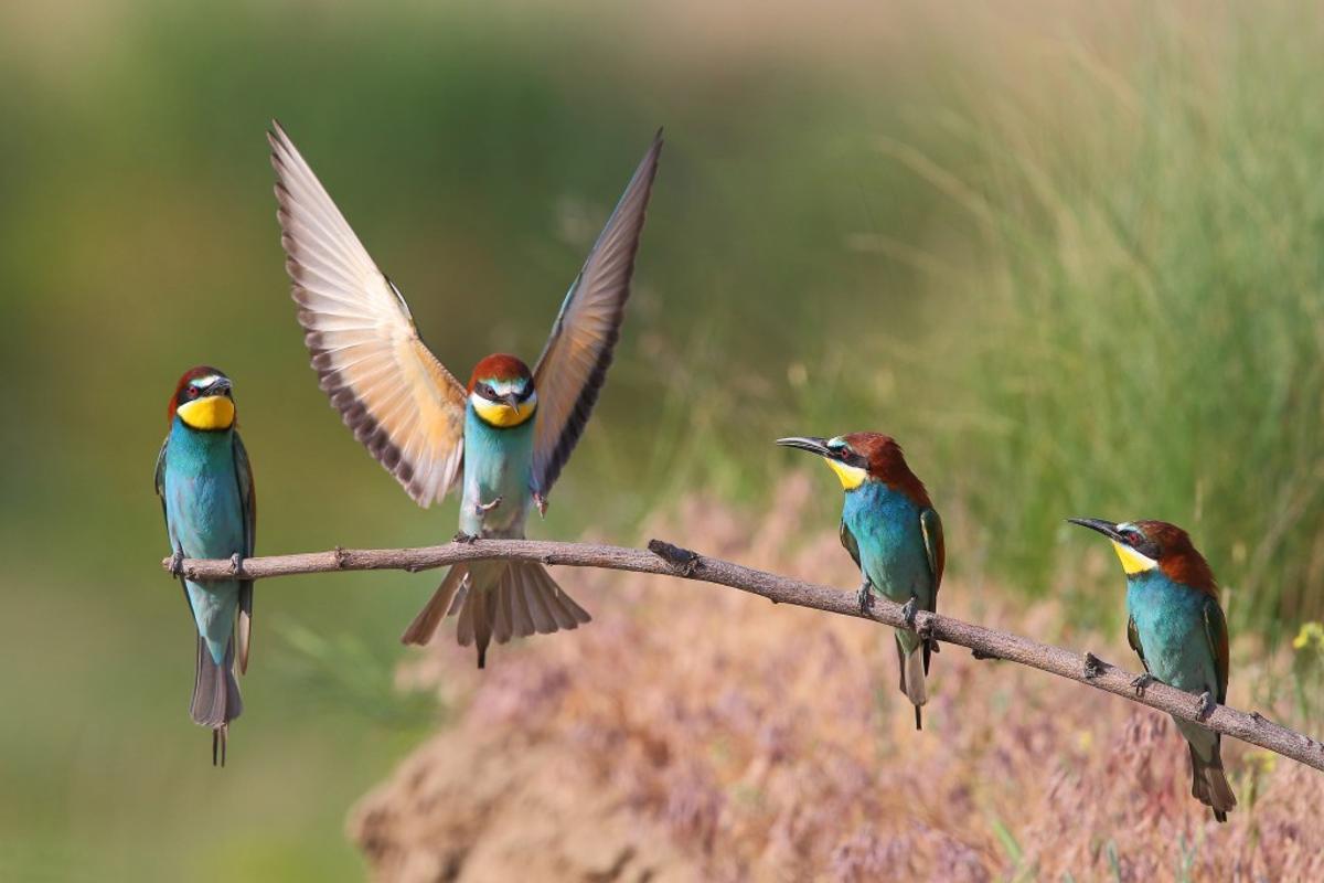 Un abejaruco europeo en pleno vuelo, demostrando su habilidad para cazar insectos. (Fuente: El Periódico)