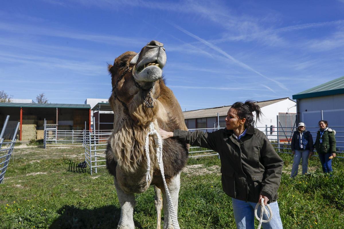 Investigación pionera en Zaragoza: Reproducción de camellos en Europa