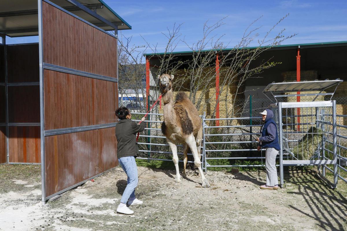Camellos en la Facultad de Veterinaria de Zaragoza para investigación pionera (Fuente: El Periódico)
