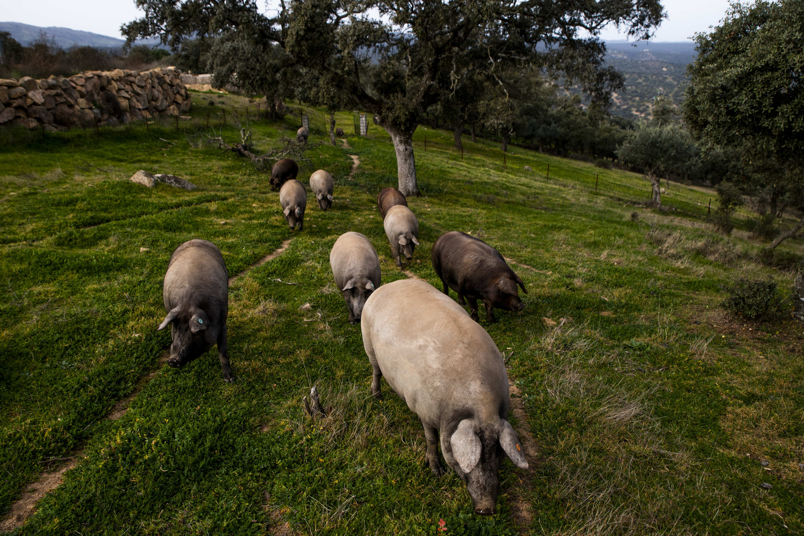 Descubren un colirio innovador contra el cáncer infantil utilizando semen de cerdo