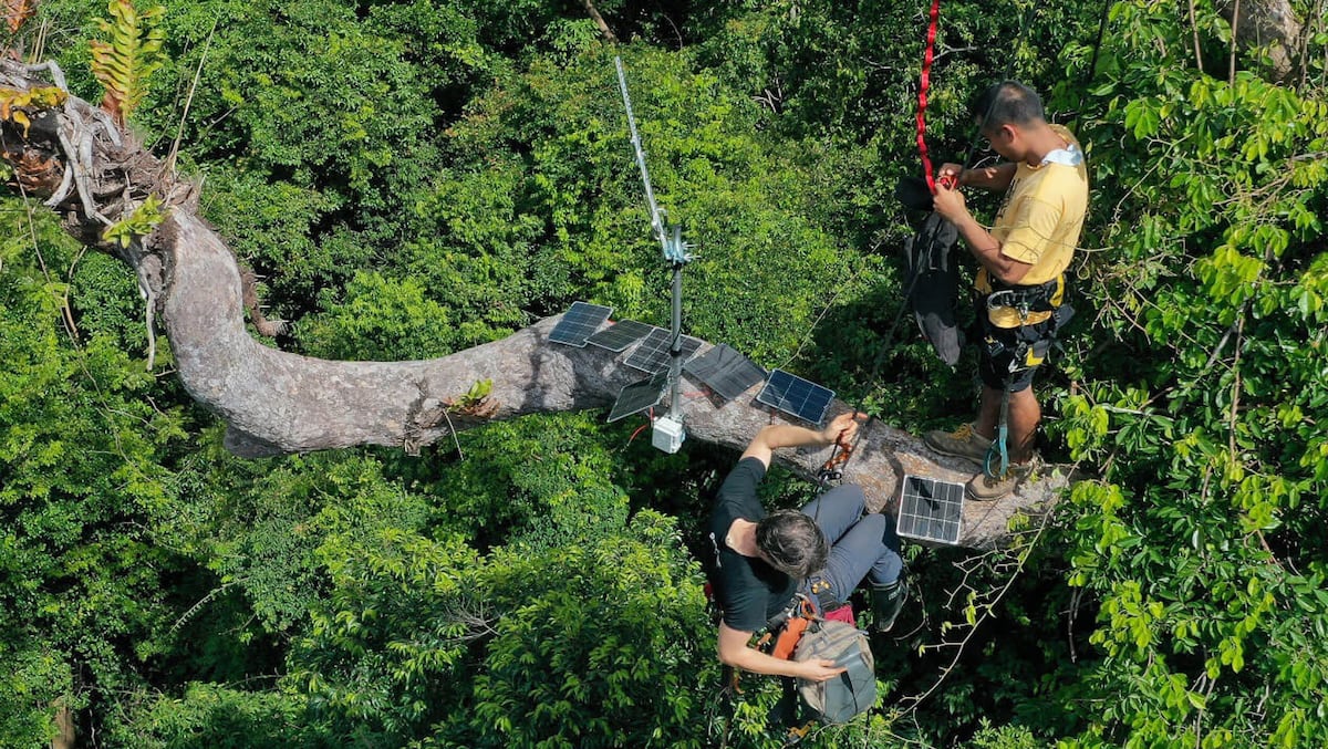 La tecnología que protege la selva: micrófonos en los árboles para detectar a los depredadores