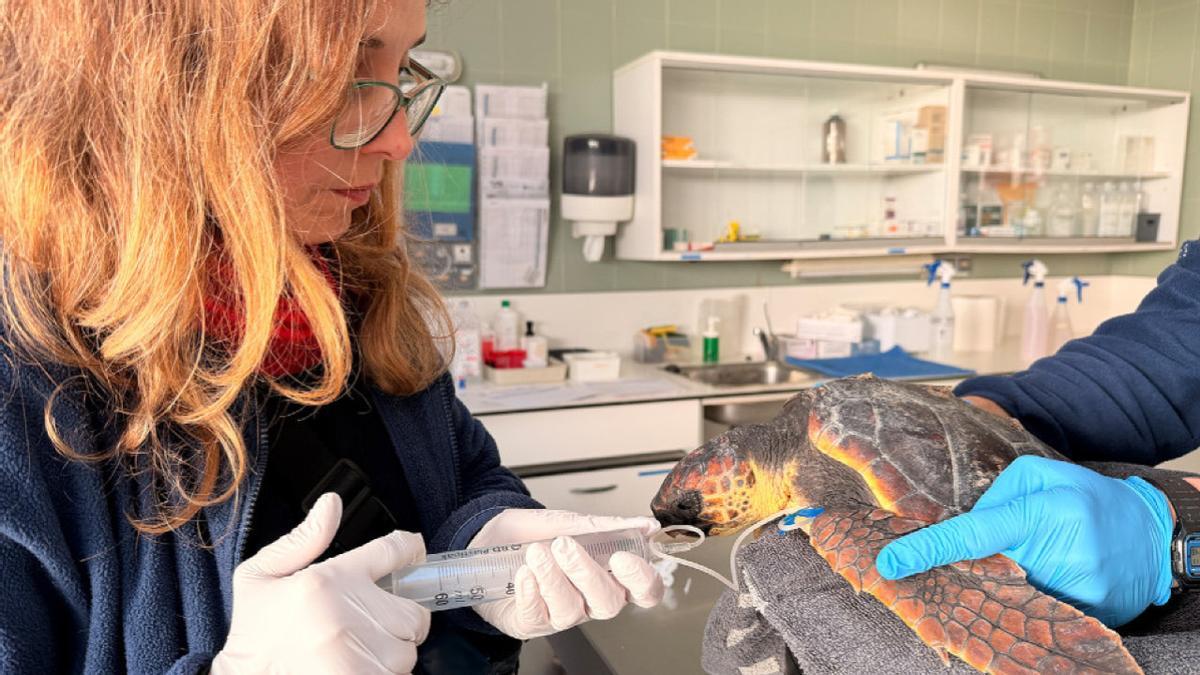 Rescate de Fauna Marina en Cataluña: 65 Ejemplares Salvados en el Primer Trimestre de 2026