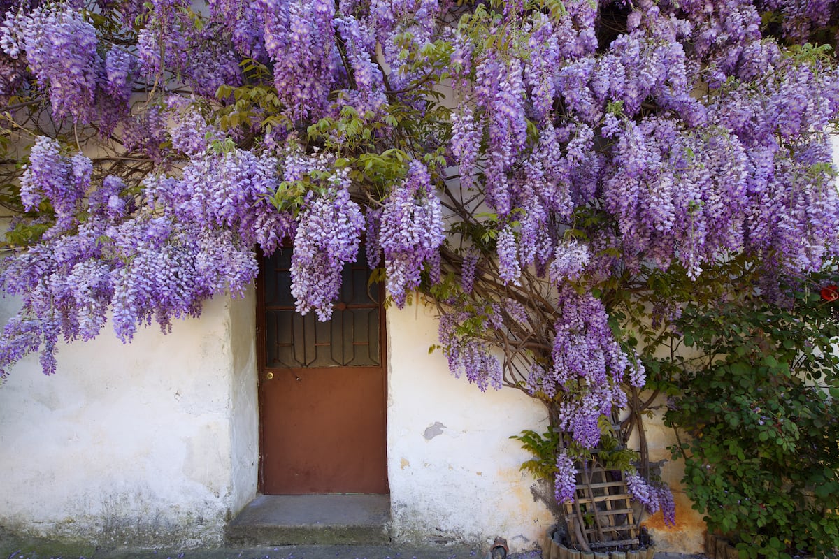 La glicinia: una cascada de flores violetas con un vigor sorprendente