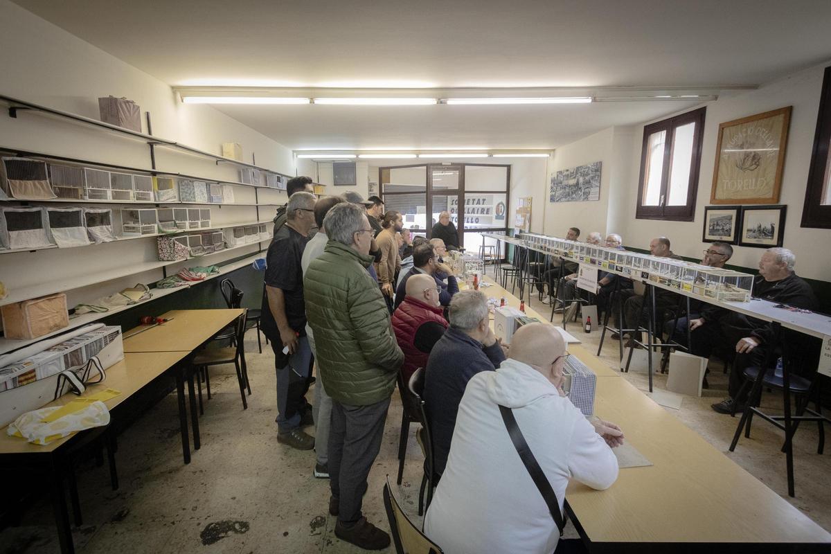 Un juez evalúa el canto de un jilguero en un concurso de 'ocellaires' en Catalunya. (Fuente: El Periódico)