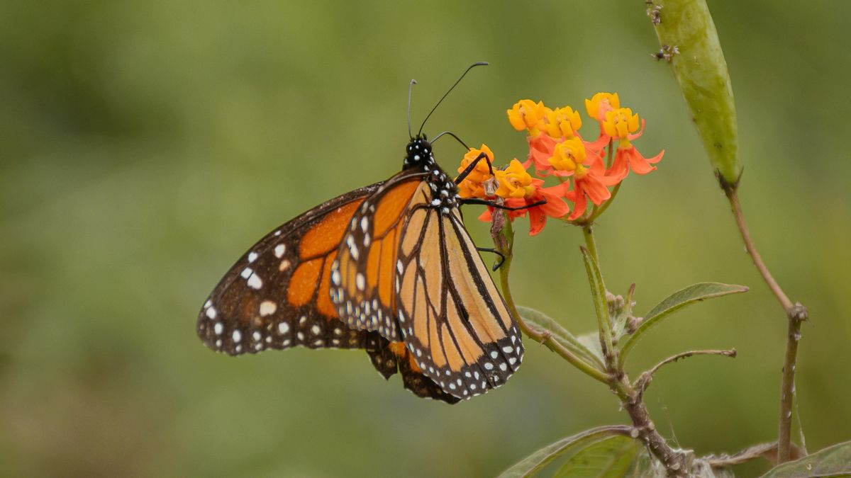 La mariposa monarca en México: un aumento del 64% en su población