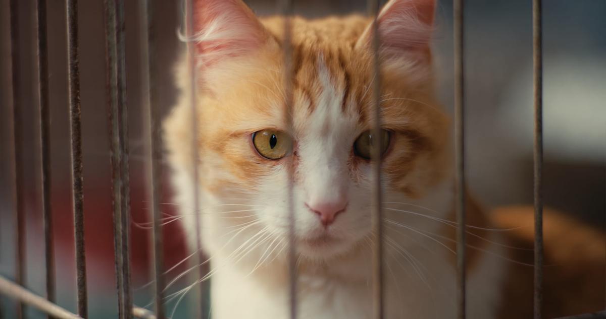 La lucha contra el abandono animal: un drama que afecta a miles de gatos
