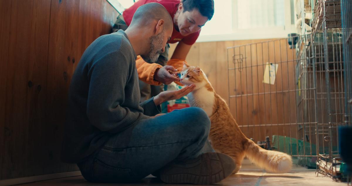 Un gato desnutrido en la Associació Protectora d'Animals de Granollers (Fuente: El Periódico)