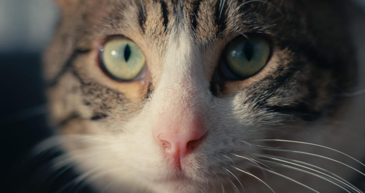 Empleados de la APAG cuidando a un gato (Fuente: El Periódico)