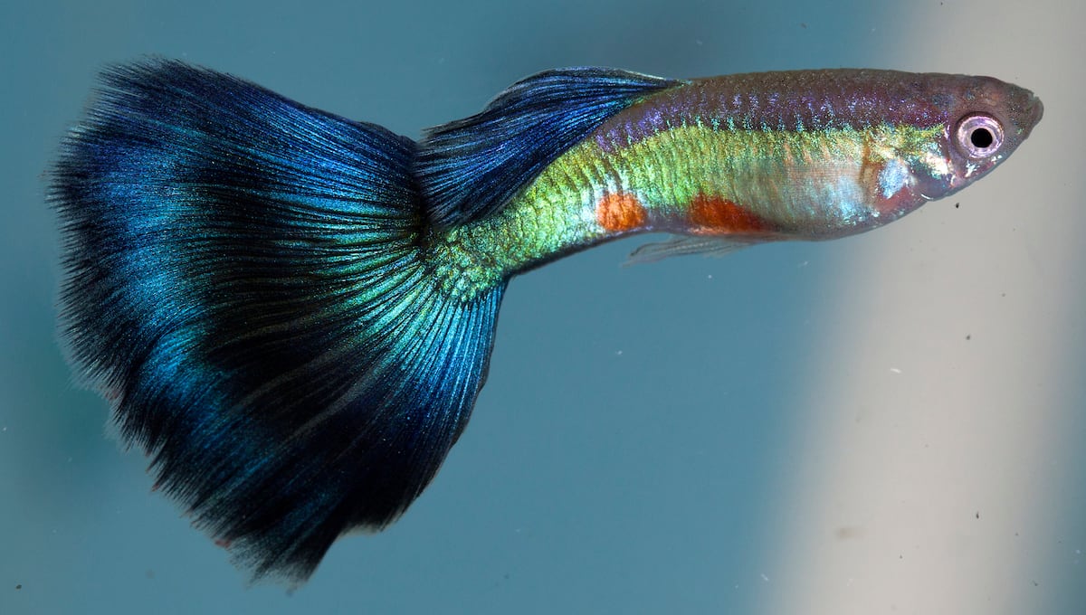 La fascinante razón por la que los guppies raros son más atractivos