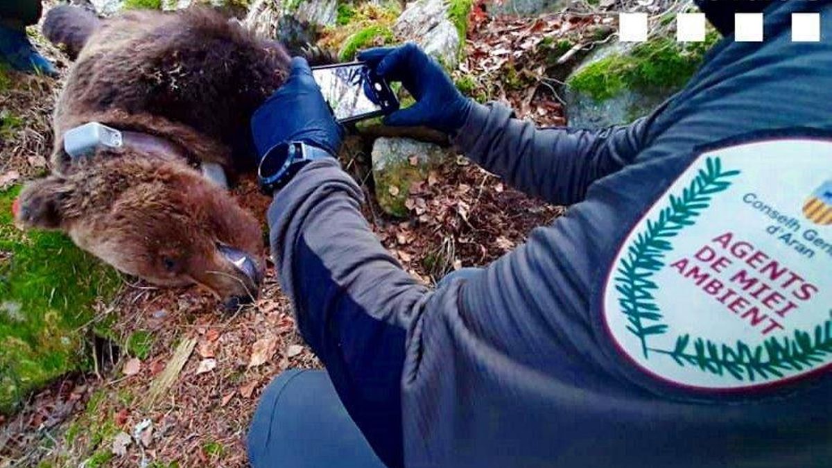 Seis años sin justicia: la muerte del oso Cachou aún espera juicio