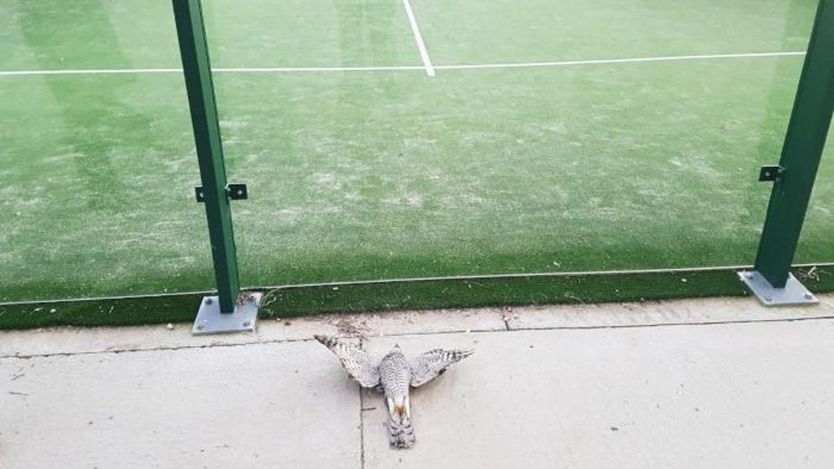 El impacto mortal de las pistas de pádel en las aves: España lidera la lista de instalaciones deportivas letales