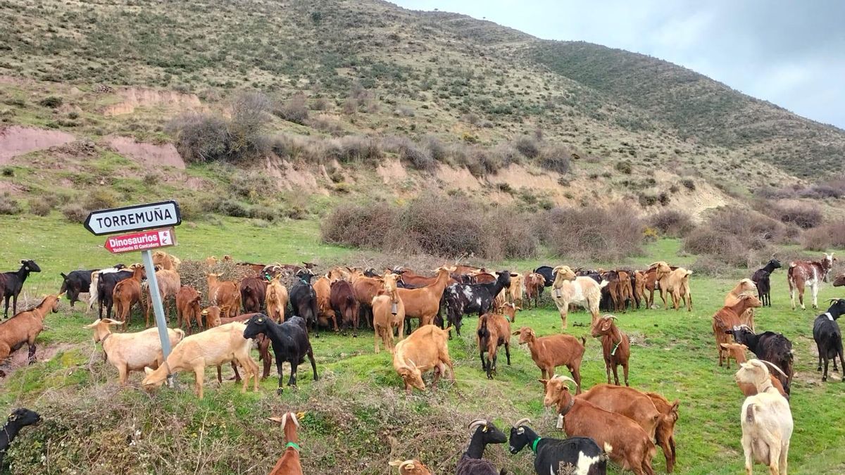 La innovación en La Rioja: cabras para prevenir incendios y producir queso