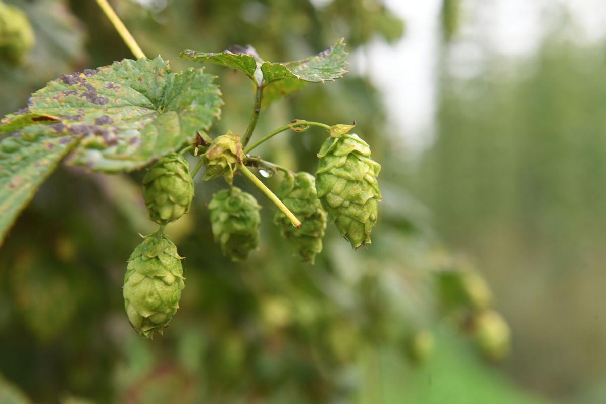 Galicia busca convertirse en refugio del lúpulo ante el cambio climático