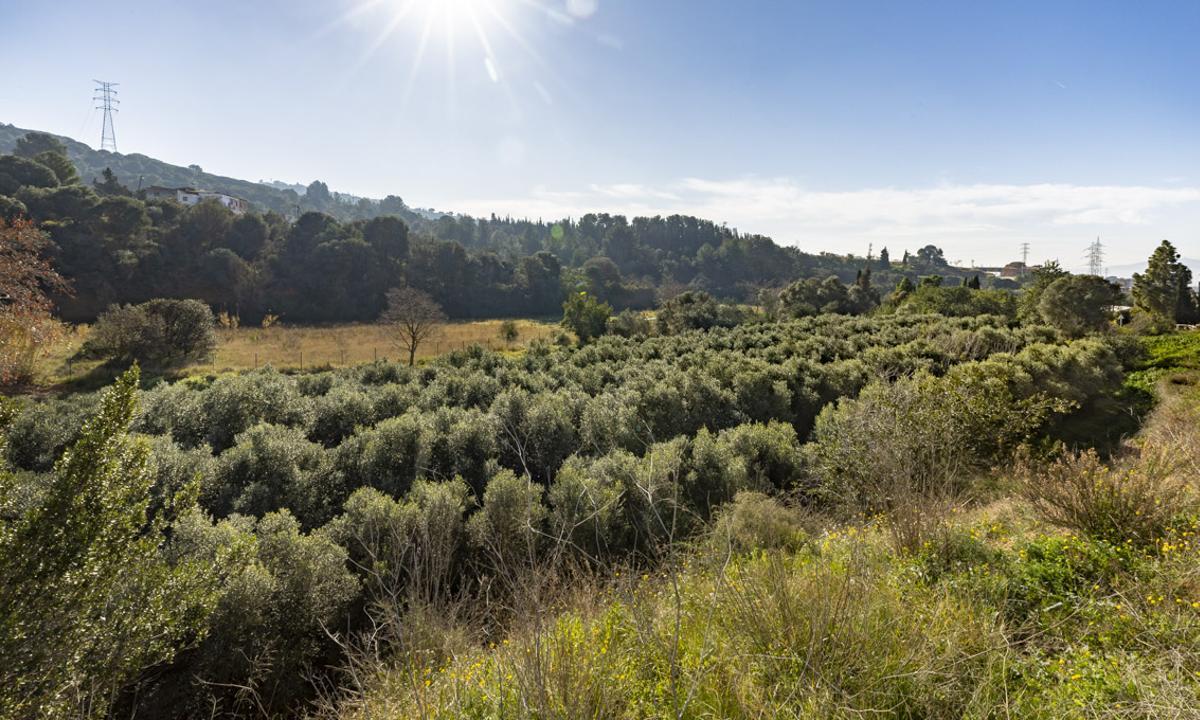Botellas del Oli Nou de Barcelona elaboradas con aceite de Collserola (Fuente: El Periódico)