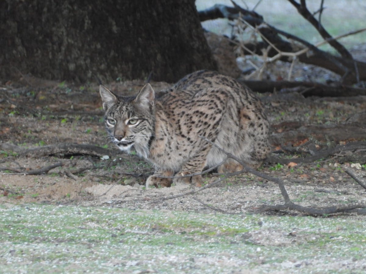 Linces ibéricos: el sorprendente hábito de remojar a sus presas en agua