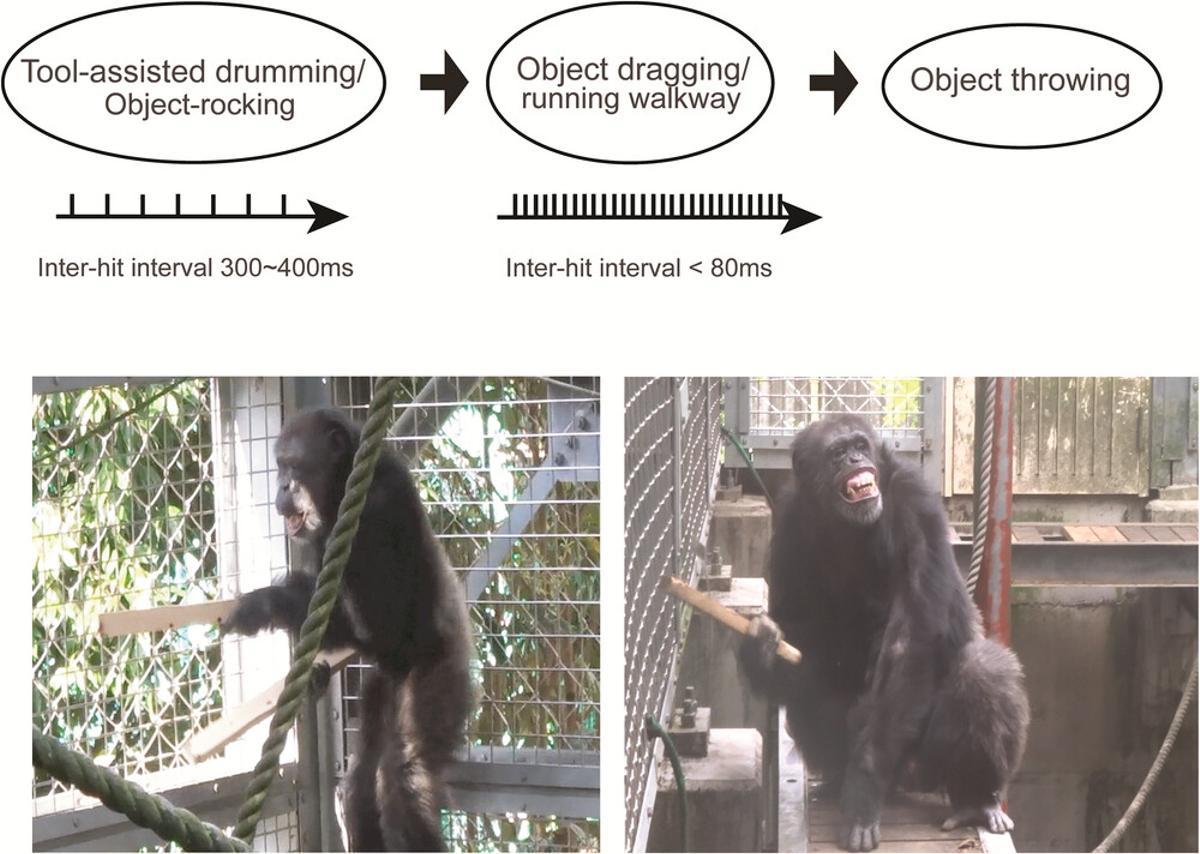 Chimpancé utilizando listones de madera para crear música, demostrando su capacidad rítmica y musical. (Fuente: El Periódico)