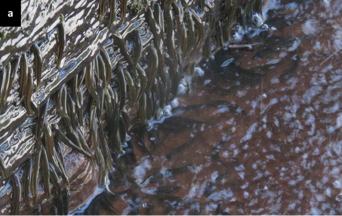 Imagen de un pez Parakneria thysi escalando una cascada en el río Congo (Fuente: El Periódico)