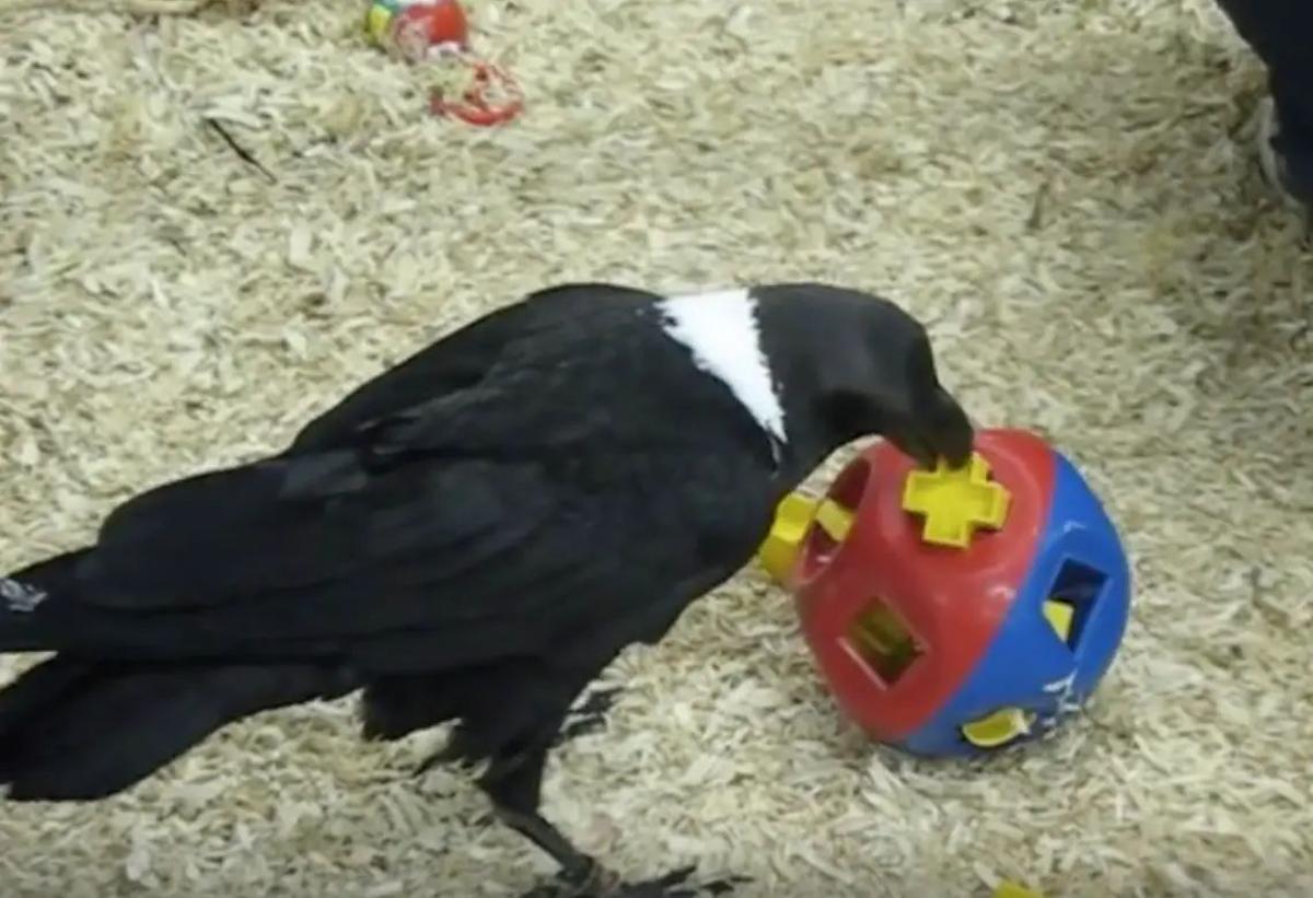 Un cuervo resolviendo un rompecabezas, demostrando su inteligencia y capacidad para resolver problemas complejos. (Fuente: El Periódico)