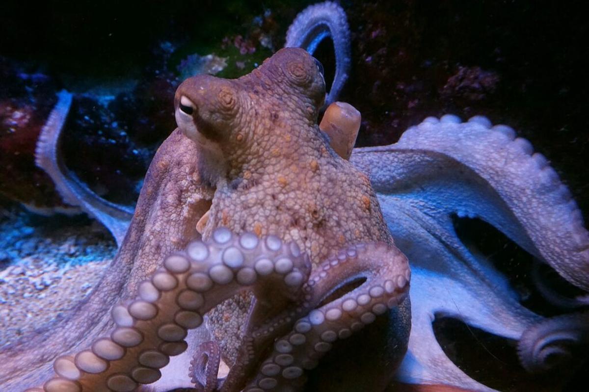 Un pulpo macho en su hábitat natural, utilizando su brazo especializado para explorar el fondo marino. (Fuente: El Periódico)