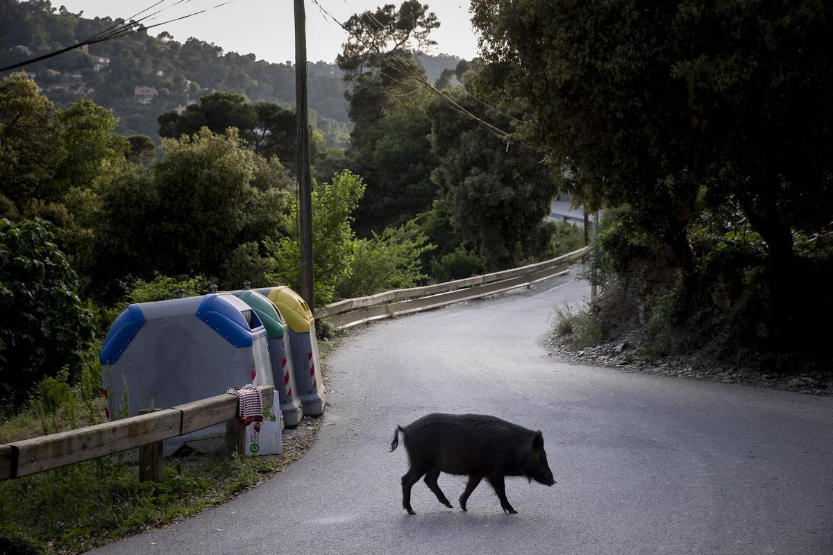 Resistencia a antibióticos se dispara en animales de granja y jabalíes en Cataluña