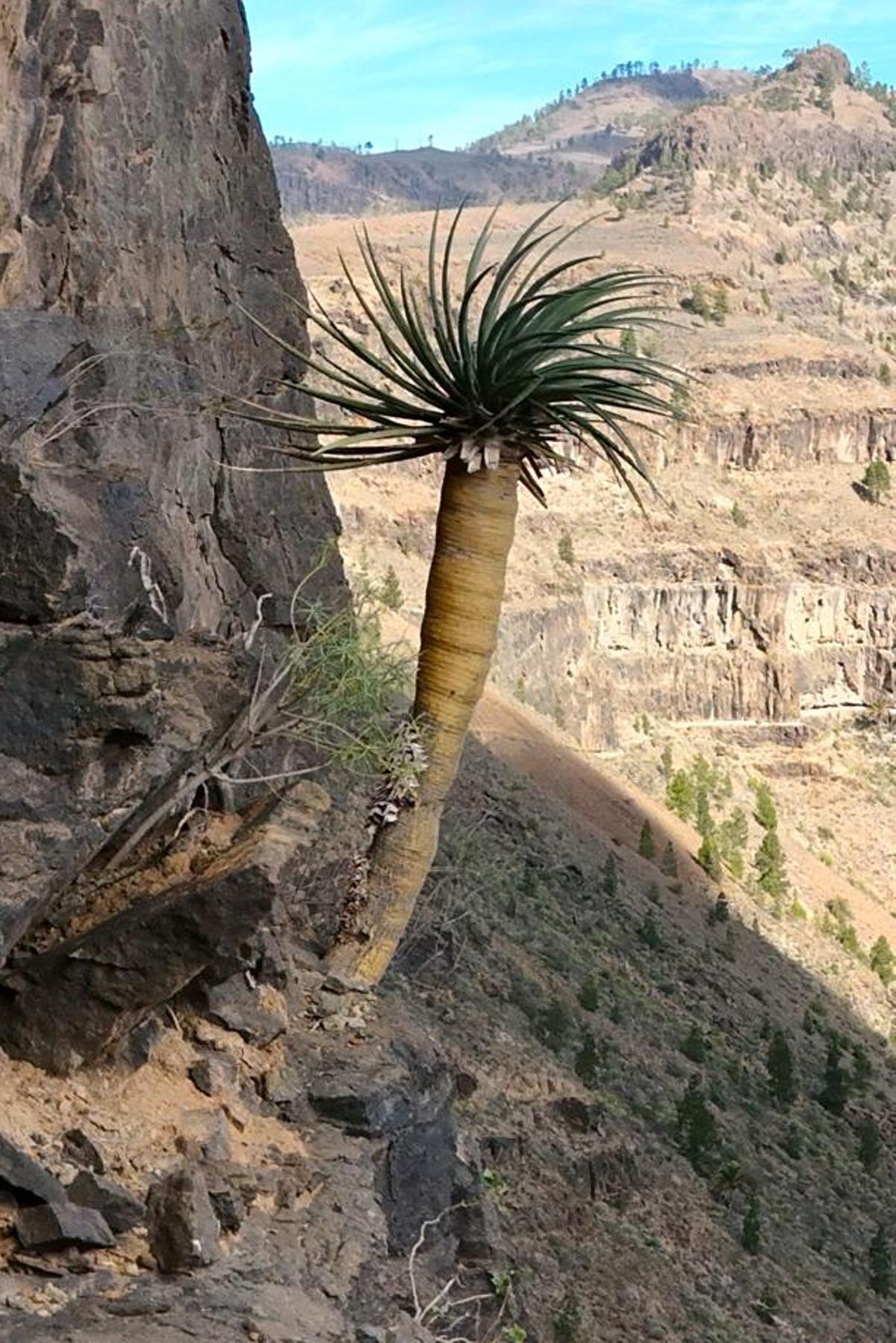Drago de Gran Canaria en su hábitat rocoso, ejemplar emblemático del plan de recuperación