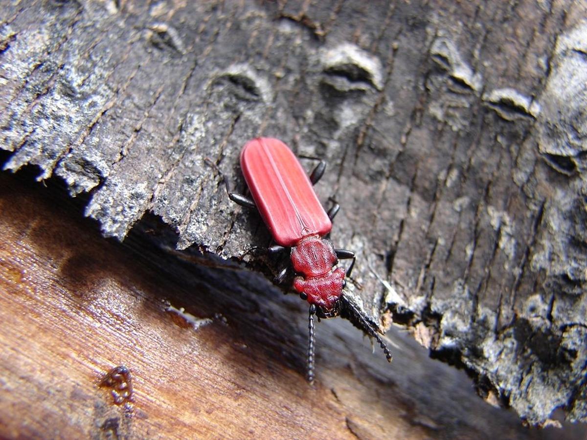 Escarabajo rojo Cucujus cinnaberinus bajo la corteza de un tronco de chopo en León